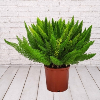 Asparagus densiflorus