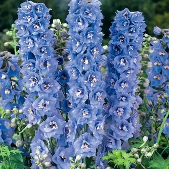 Delphinium grandiflorum