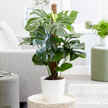 Monstera deliciosa
