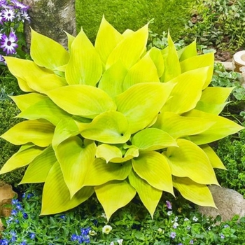 Hosta 'Sunny Halcyon' 