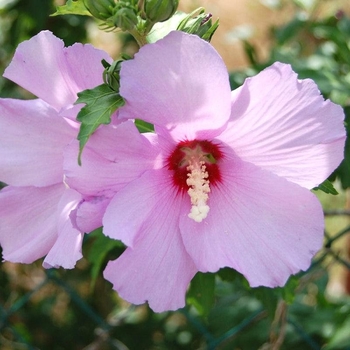 Hibiscus syriacus 'Tricolor' 