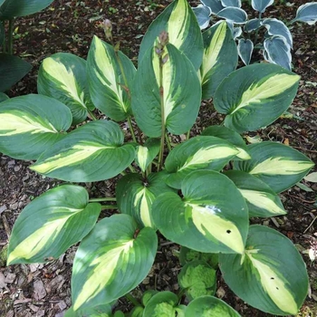 Hosta 'Abby' 