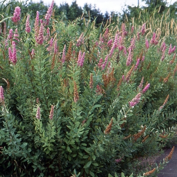 Spiraea douglasii