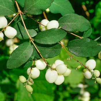 Symphoricarpos albus