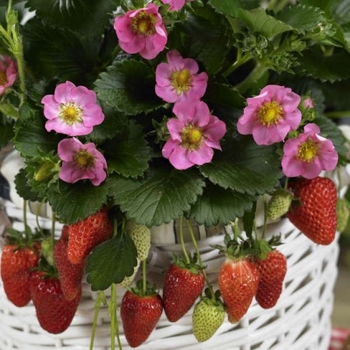 Fragaria x ananassa 'Toscana' 