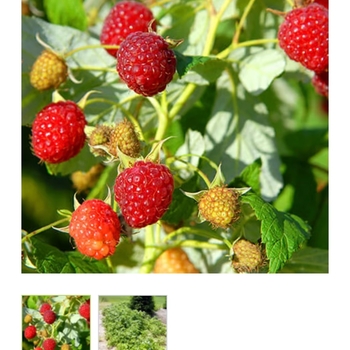 Rubus idaeus 'Latham' 