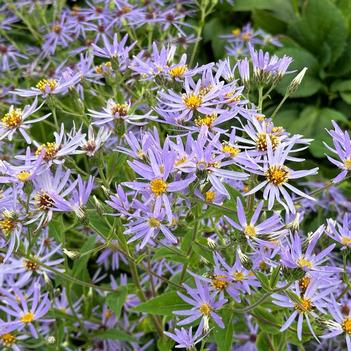 Aster macrophyllus 'Twilight' 