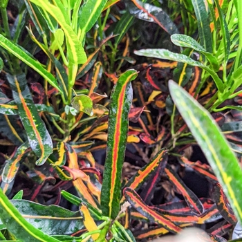 Codiaeum variegatum 'Red Banana' 