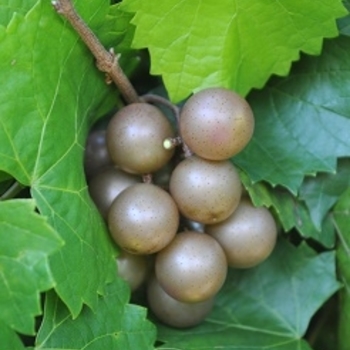 Vitis rotundiflora 'Carlos' 