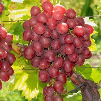 Vitis labrusca 'Vanessa' 