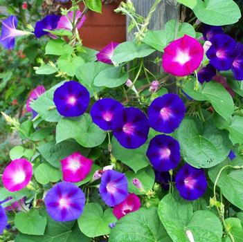 Ipomoea purpurea 'Carnevale di Venezia' 