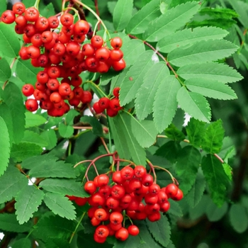 Sorbus aucuparia