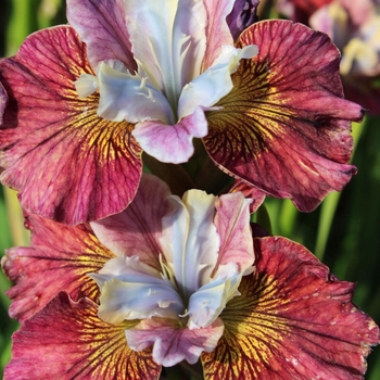 Iris sibirica 'Painted Woman&trade;' USPP31420P2