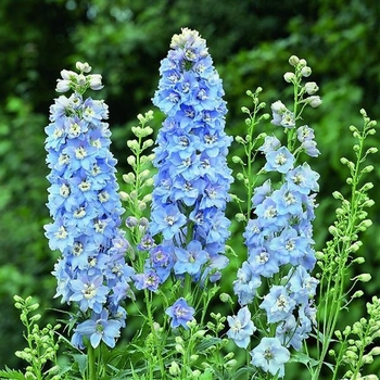 Delphinium elatum