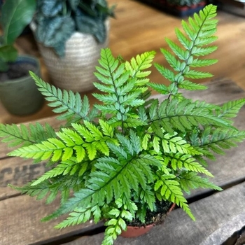 Polystichum tsus-simense