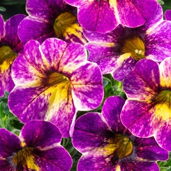 Calibrachoa 'Blackberry Pie' USPP29983P2
