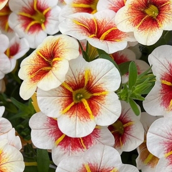 Calibrachoa 'Cappuccino' PP26787P2