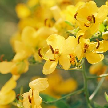 Cassia (Senna) spectabilis