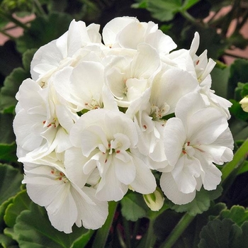 Pelargonium x hortorum 'White' USPP31415P2