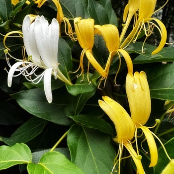 Lonicera periclymenum