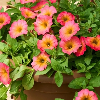 Petunia 'Mayan Sunset' 