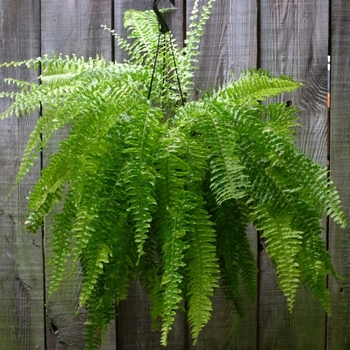 Nephrolepis exaltata