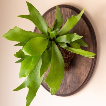 Platycerium bifurcatum