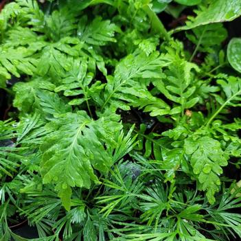 Adiantum capillus-veneris 'Banksianum' 