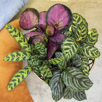 Calathea 