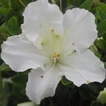Rhododendron 'RLH1-15P3' PP24750