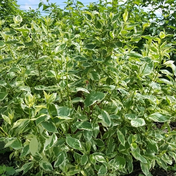 Cornus alba 'Creme de Mint&trade;' PP15,576