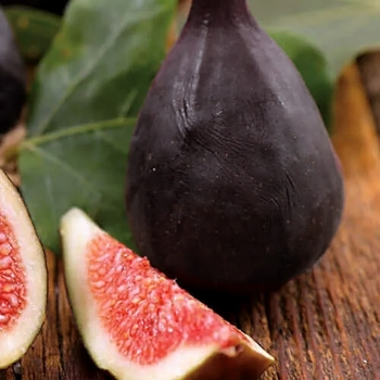 Ficus carica 'Violette De Bordeaux' 