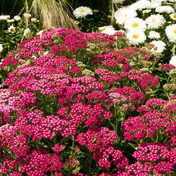 Achillea millefolium 'Montara Mountain Form' 