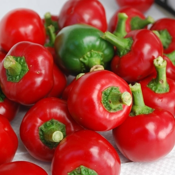 Capsicum annuum 'Red Hot Cherry' 