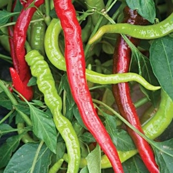 Capsicum annuum 'Ristra Cayenne' 
