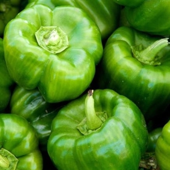 Capsicum annuum 'Better Belle II' 