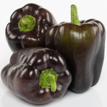 Capsicum annuum 'Dragonfly' 