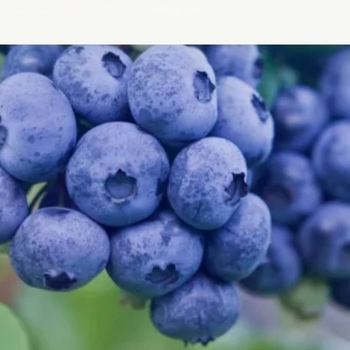 Vaccinium 'Northblue' 