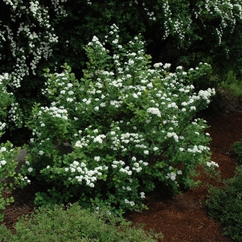 Spiraea betulifolia 'Tor' 