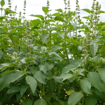 Ocimum basilicum var. citriodora 'Mrs. Burns' 