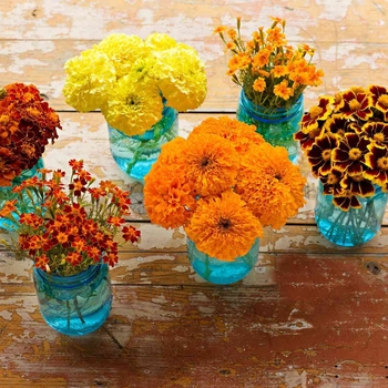 Tagetes 