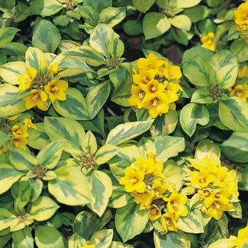 Lysimachia congestiflora 'Variegated Lemon' 