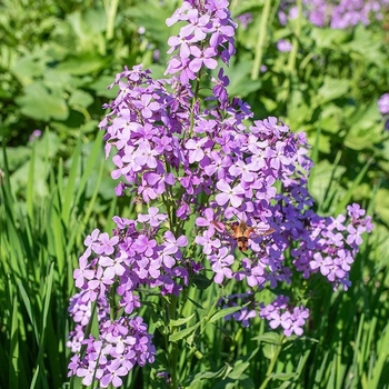 Acer griseum 'JFS-KW22AGRI' USPP20577P2