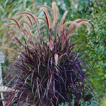Pennisetum setaceum 'Purpureum' 