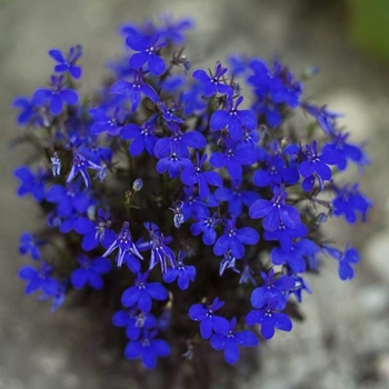 Lobelia erinus 'Crystal Palace' 