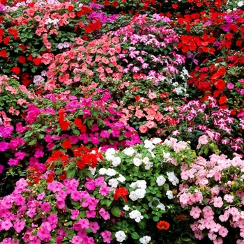 Impatiens walleriana