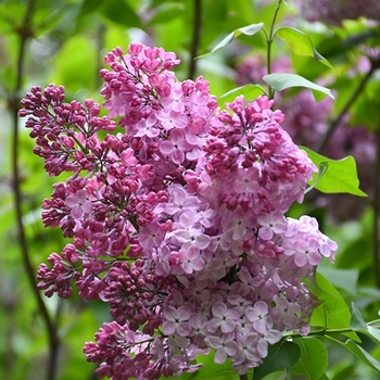 Syringa vulgaris 'Edward J. Gardner' 