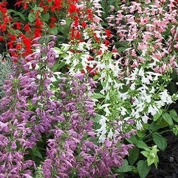 Salvia coccinea