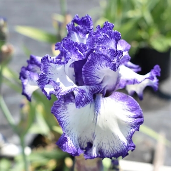 Iris germanica 'Hemstitched' 
