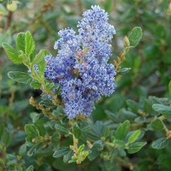 Ceanothus 'Julia Phelps' 